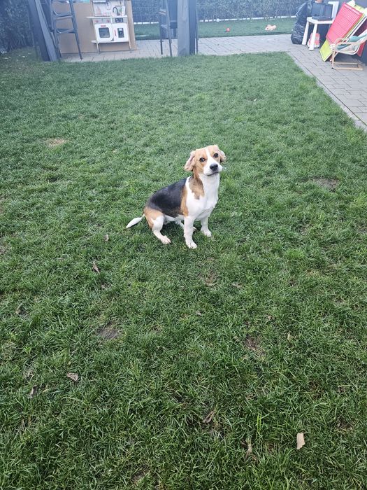 Donez catelusa Beagel