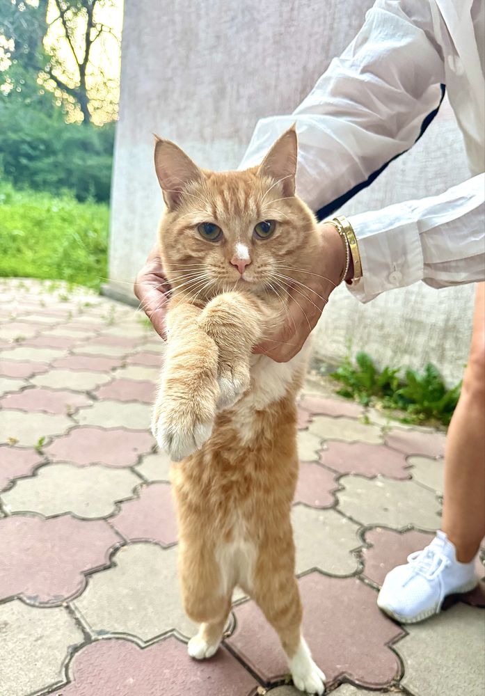 Котик в сапогах ищет дом!