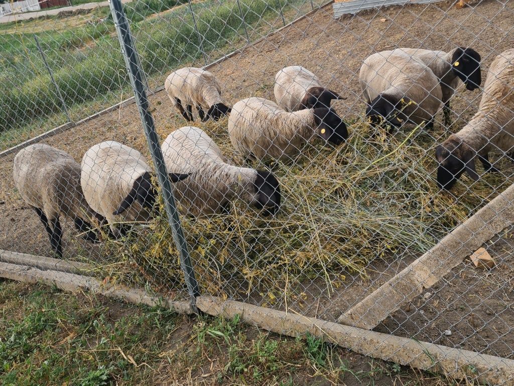 Oi  Suffolk de vânzare