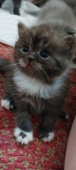 Вислоухие котята