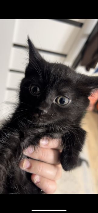 Очаровательные черные котята с изумрудными глазами ищут дом