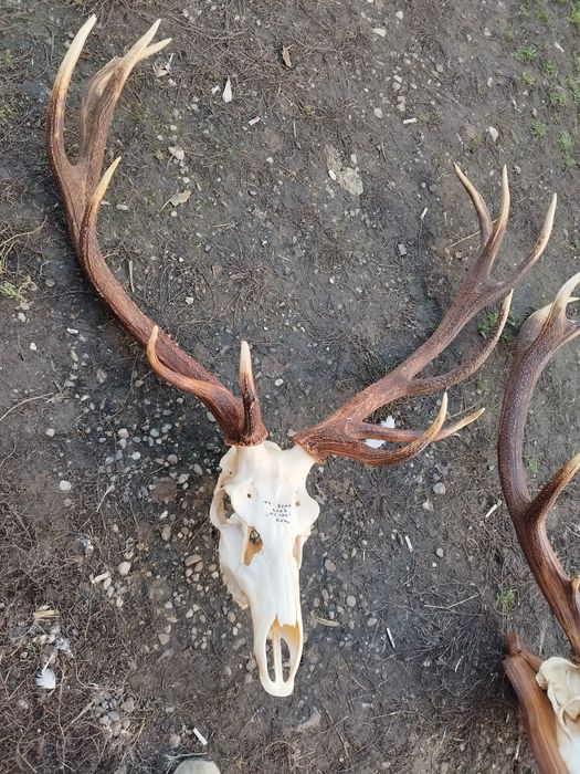Trofee de vânzare 1500 lei cerb 2000 lei muflon