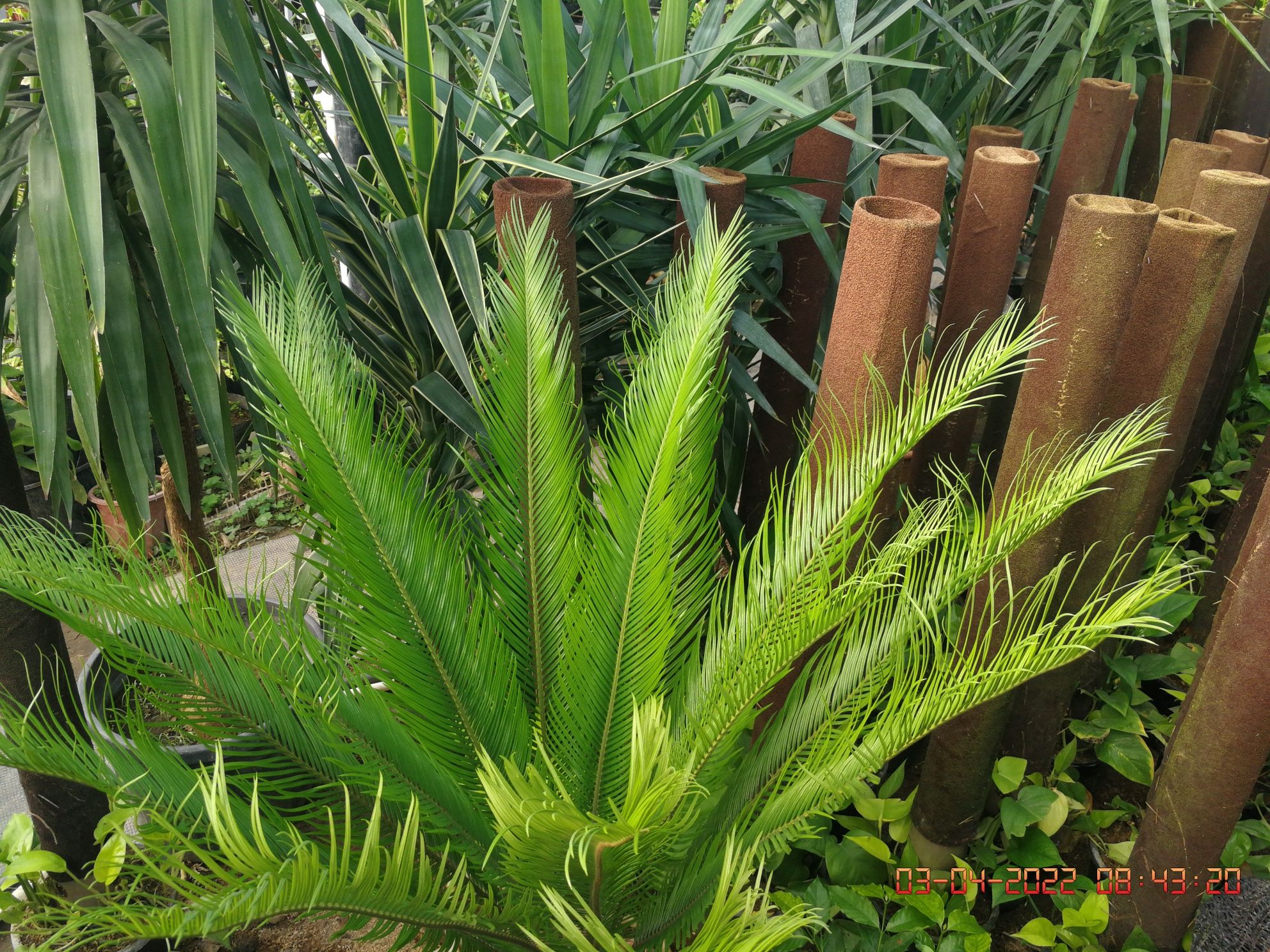 Cycas revoluta Hona gullari Цикас поникающий комнатная растения