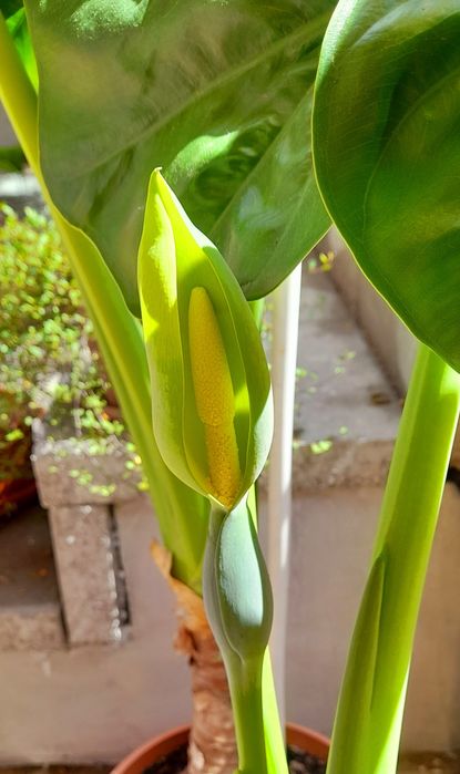 Alocasia plante (urechi de elefant)