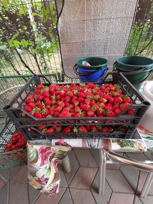 Căpșuni dulci si gustoase crescute ecologic din soiul murano
