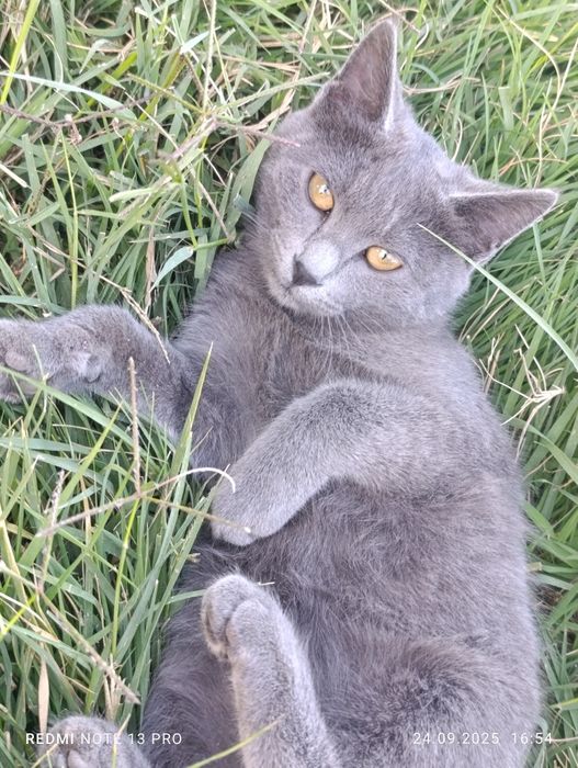Отдам даром котят в хорошие руки