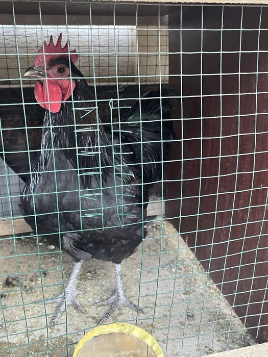 xuroz qora shaxzoda tozza xurozlar sotiladi