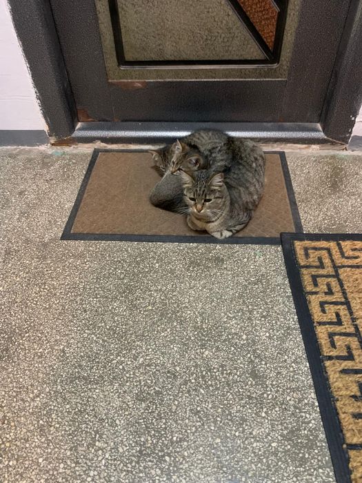 Adoptie 2 pisici ( pisica pisic )