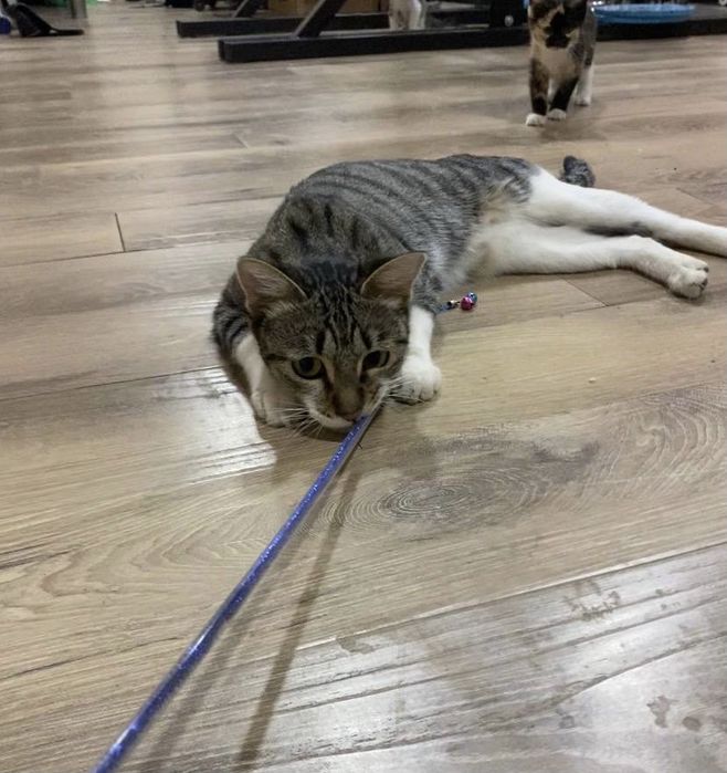 Mushuk hadiyaga beriladi