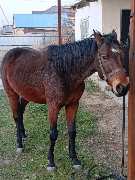 Ат сатылады срочно