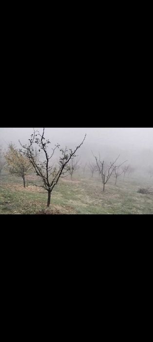 Toaletare pomi fructiferi