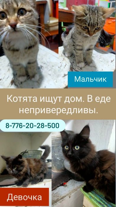 Котята очень нуждаются в семье