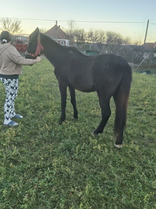 Vând cal negru de 10 ani mai multe detalii la telefon