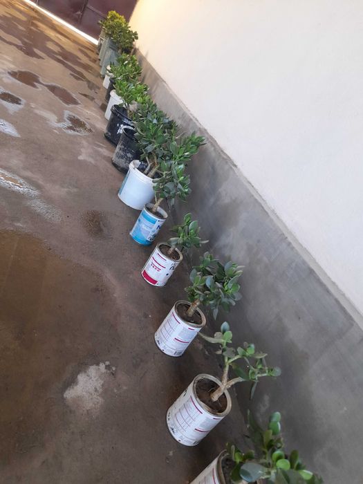 Dollar gullar arzonga