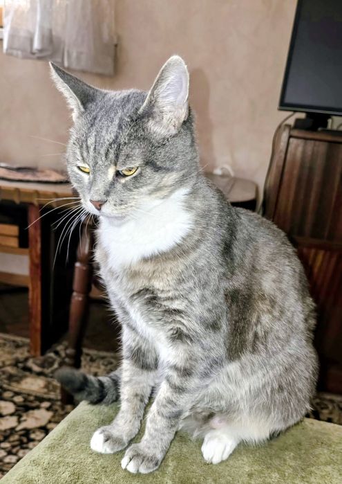 Подарявам чаровна котка, сиво и бяло