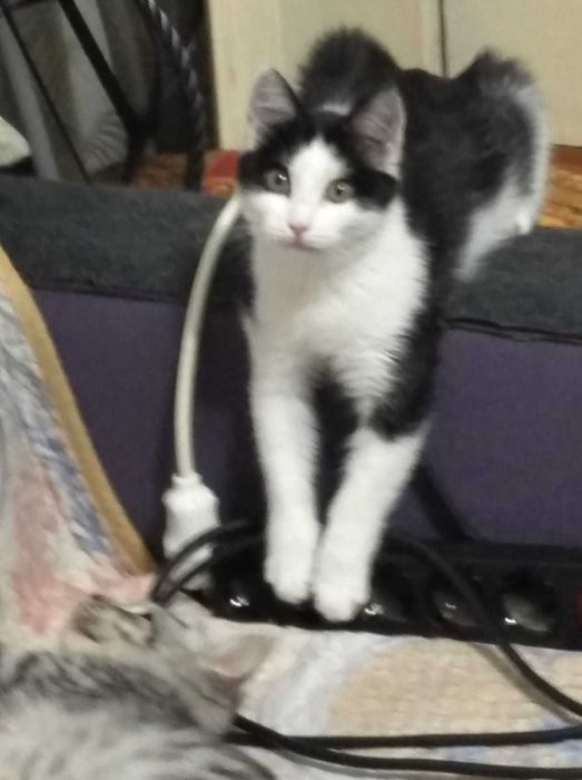 Отдам кошечку в добрые руки