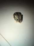 Hamsteri pitici(foarte blanzi)