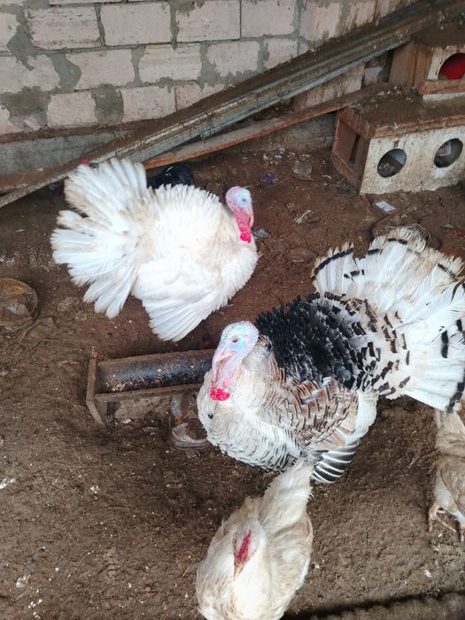Продаю идюков петухи