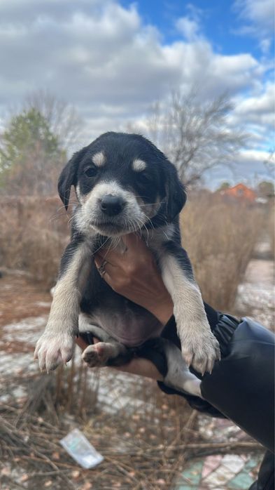 Милые Щенки ищут дом