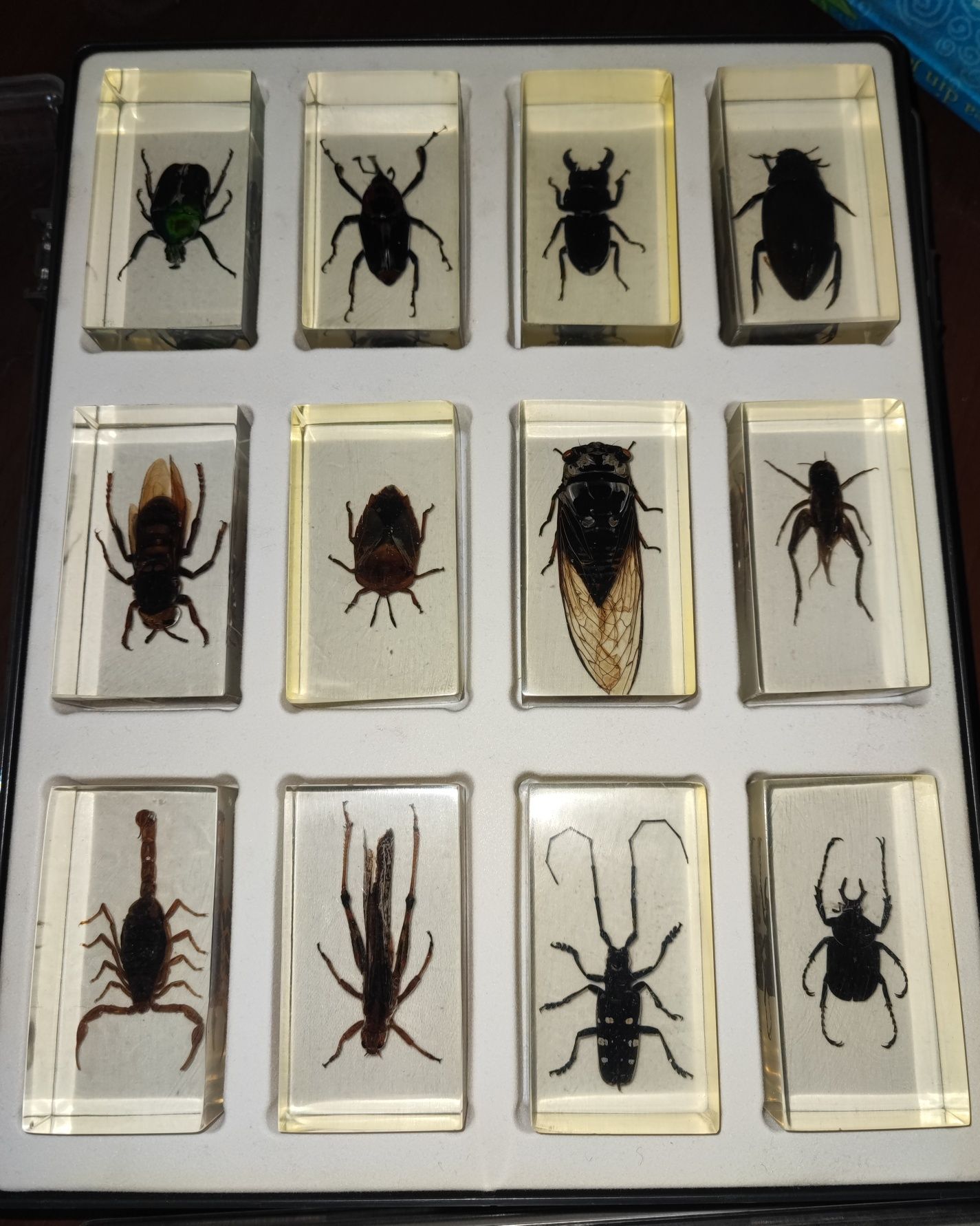 Colecție insecte DeAgostini