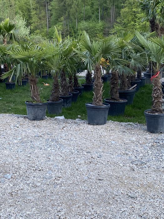 Palmieri cycas/ fenix/yuca/