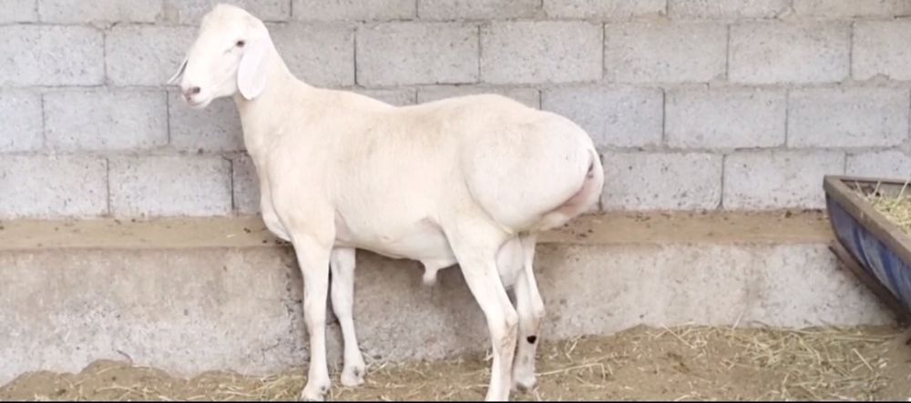 Qassob servis Qassob xizmati мясной услуги 24/7