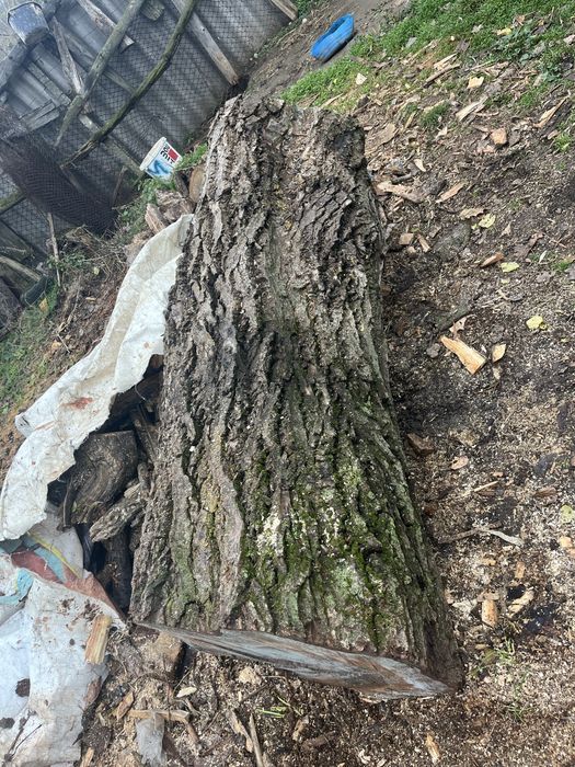 Vând bușteni de nuc. Pentru bobilier etc.