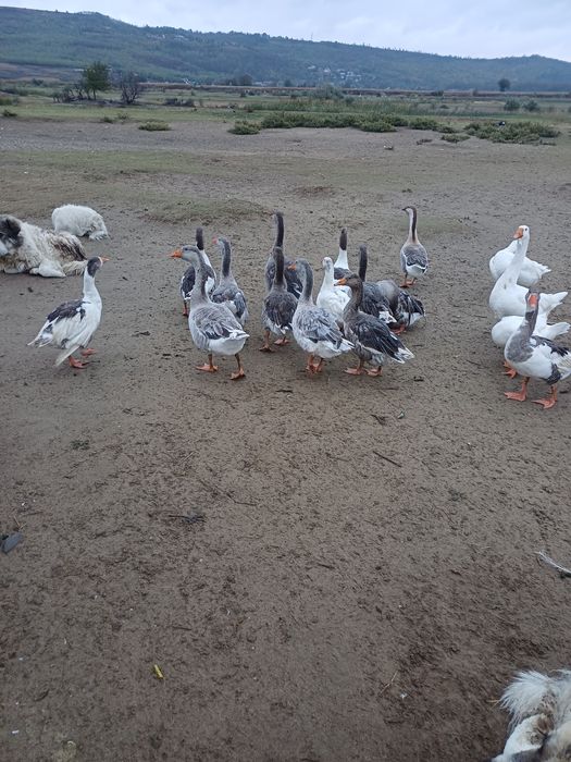 Vând rate și gaste