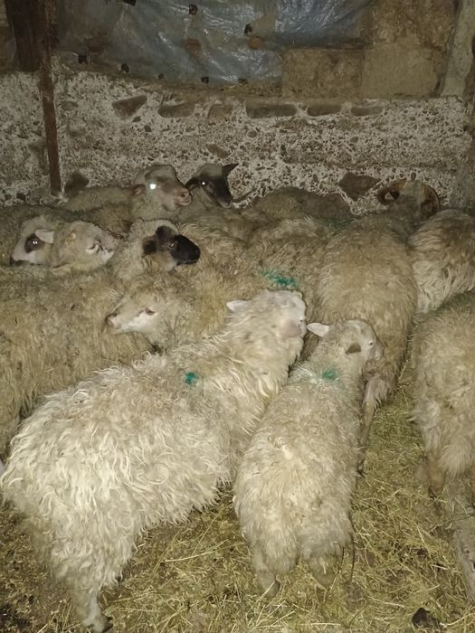 Mieluți de vânzare