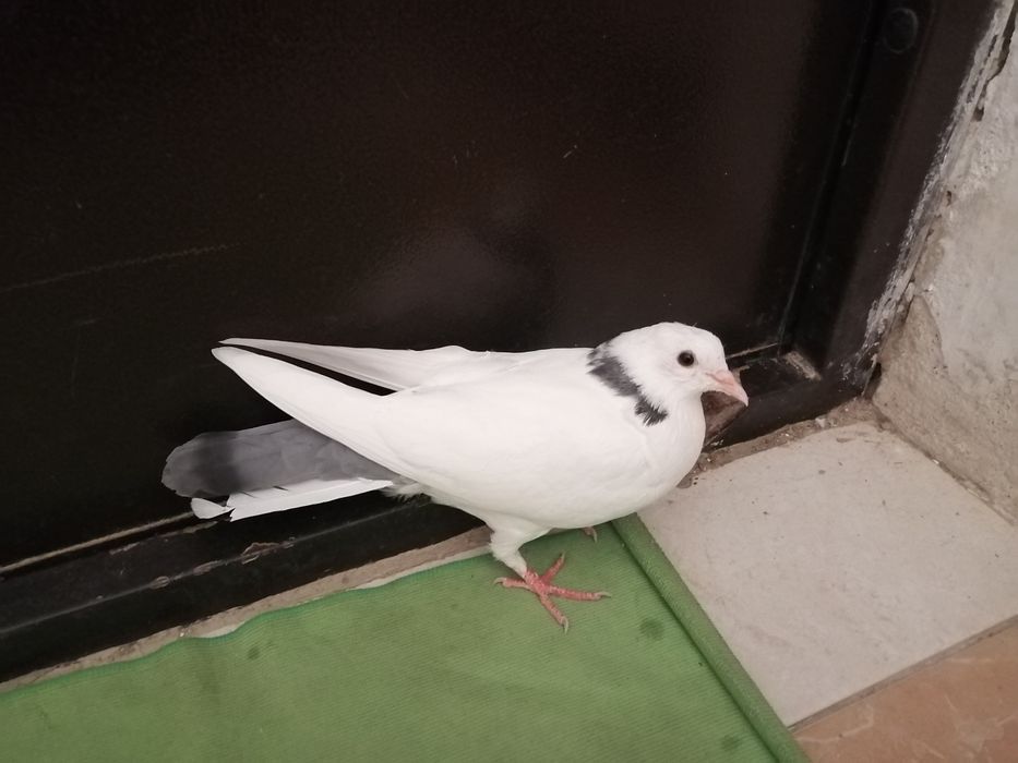 Көгершіндер сатылады