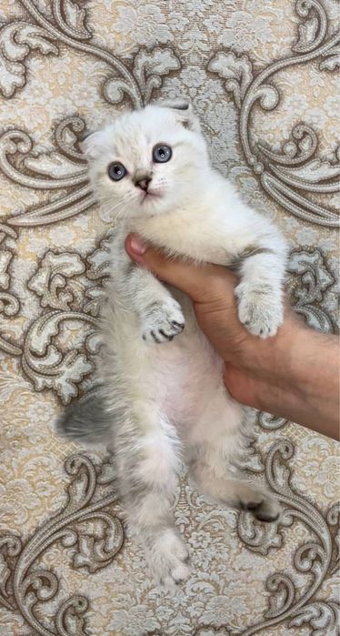 Mushuk zoti toza
