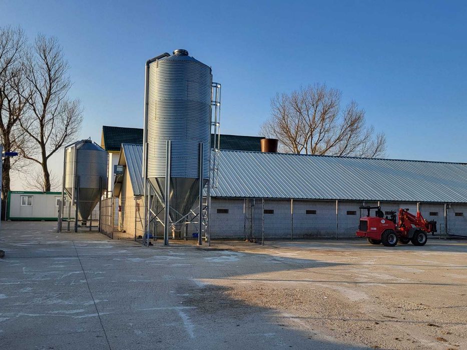 Ferma porci reproductie