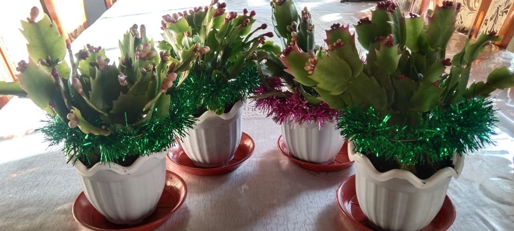 Декабрист новогодние подарки