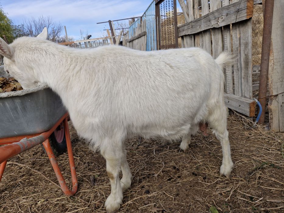Ешкі төрт туған занен мен шыбыш