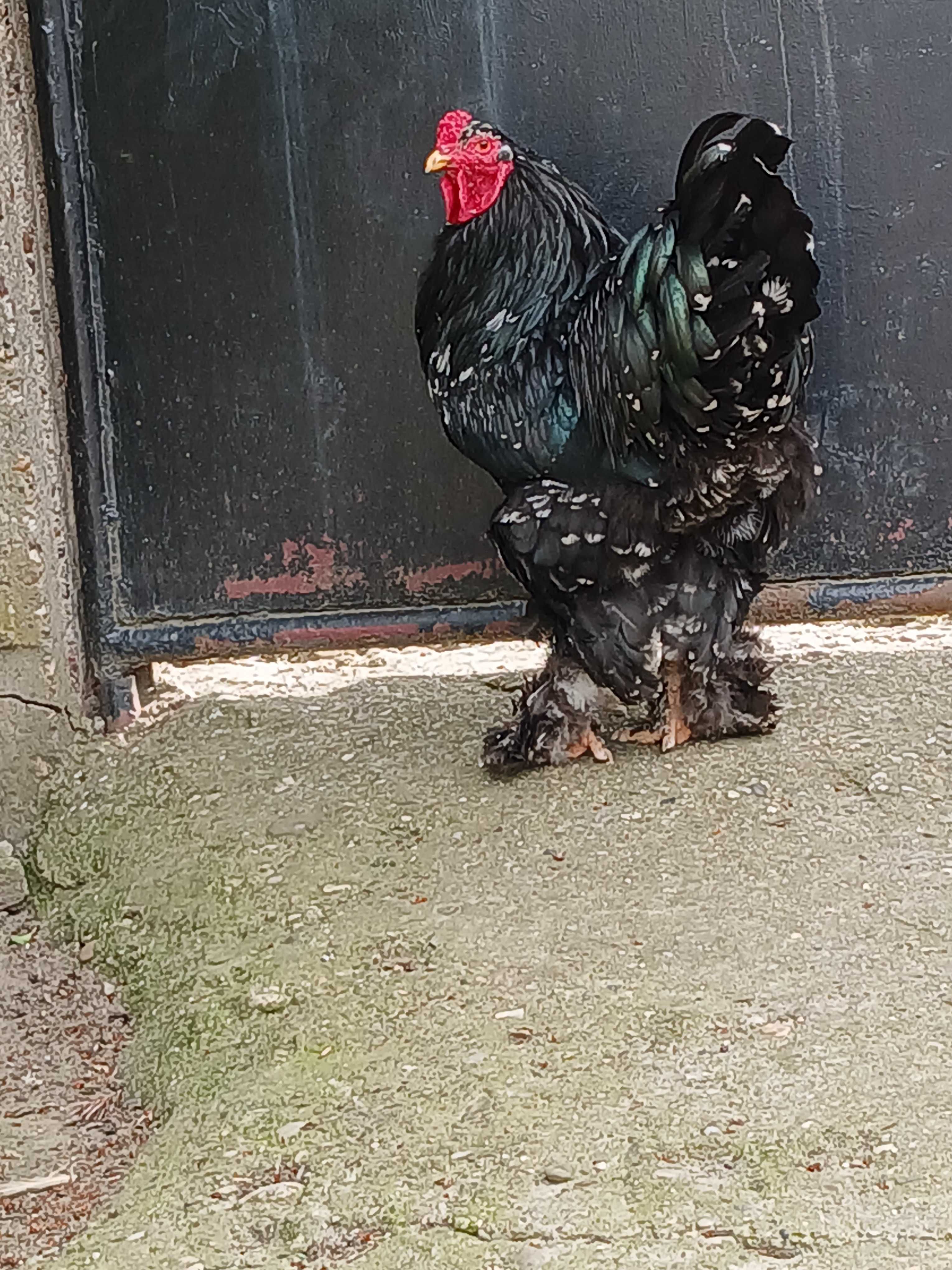 Vind familie găini brahma NEGRU BOBAT.