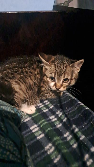 Pisici frumose crescute în curte pui de pisica