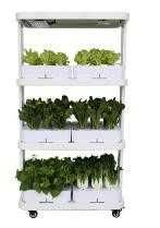 мини гидропонная ферма