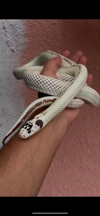 Калифорнийская королевская змея