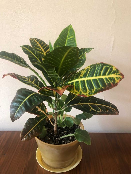 Кротон комнатное растение