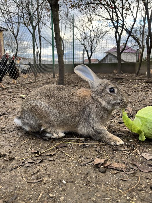 Iepuri Urias german berbec german