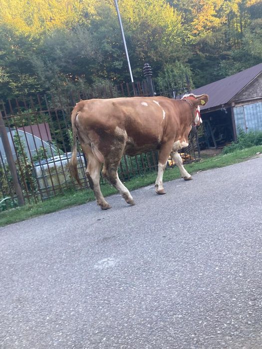 Vaca Bălțată Românească cu vițică Angus