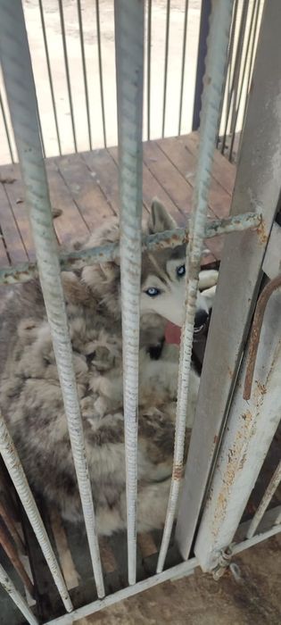 ПорОдиСтыЕ соБаЧки ждут любящих хозяев в отлове