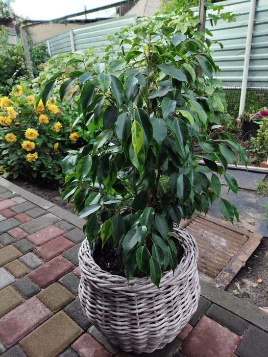 Фикус Бенджамин.