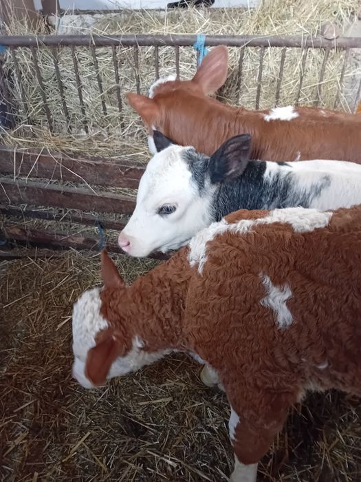 Tauras belgian și vitele baltate