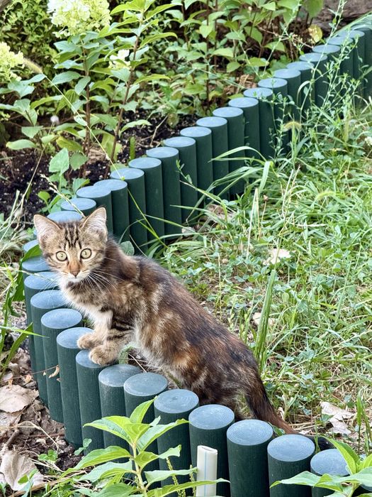 Отдам котенка в добрые и заботливые руки