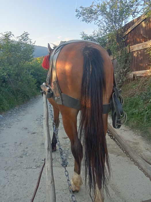 Vând cal bun la toate muncile agricole