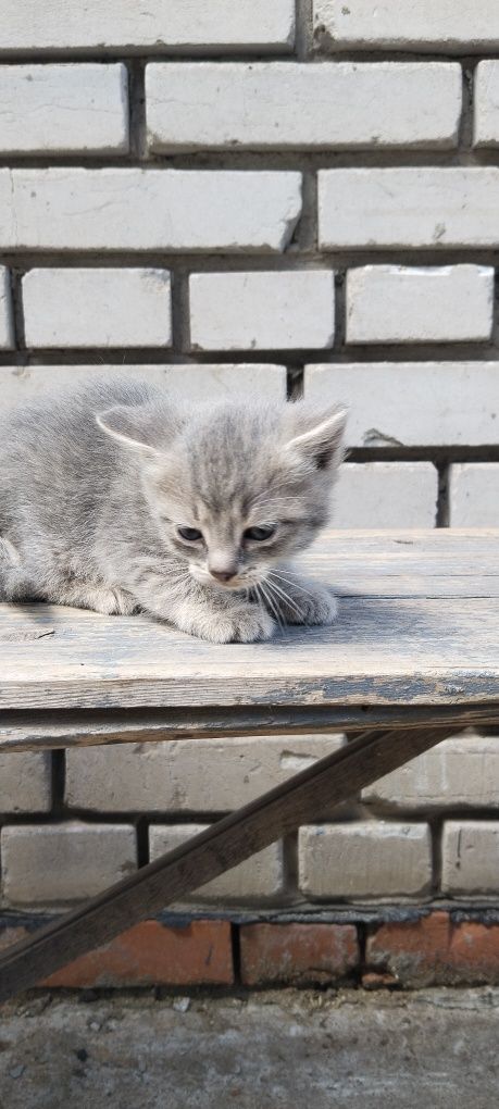 Котята,котята,котята