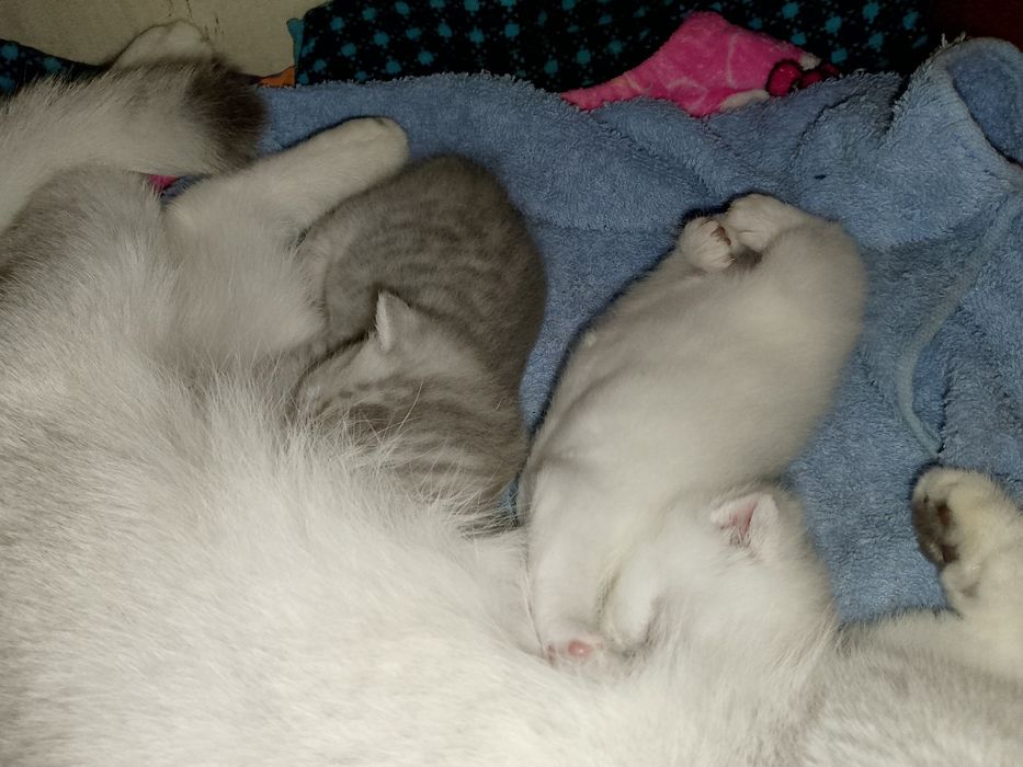 Продаются котята от правильной вязки