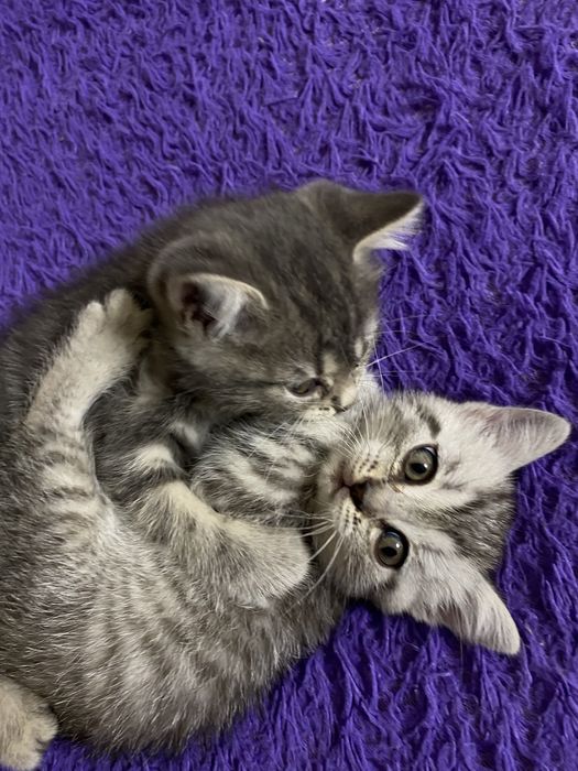 Отдам котят в добрые руки