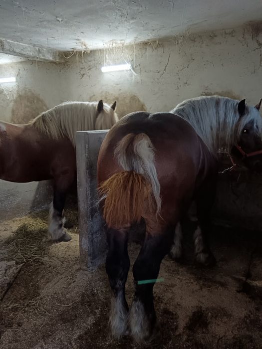 Armăsari de montă posibil și de vînzare dacă se plătesc